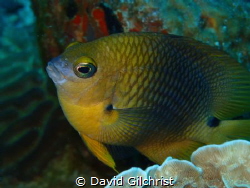 A Damselfish poses for the camera in the waters of the Ro... by David Gilchrist 